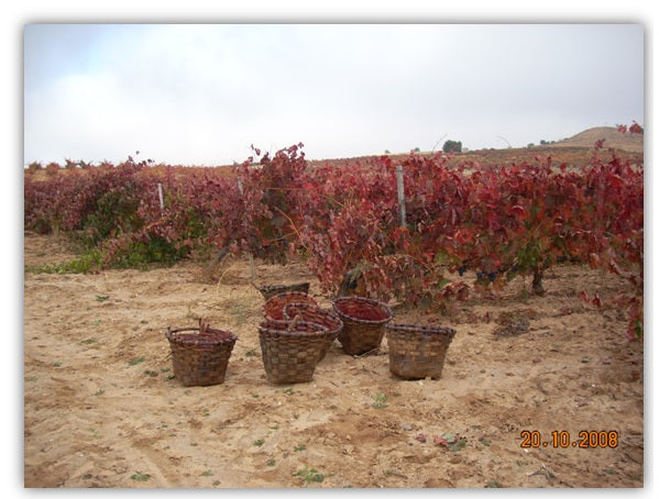 Fuentenarro vineyards